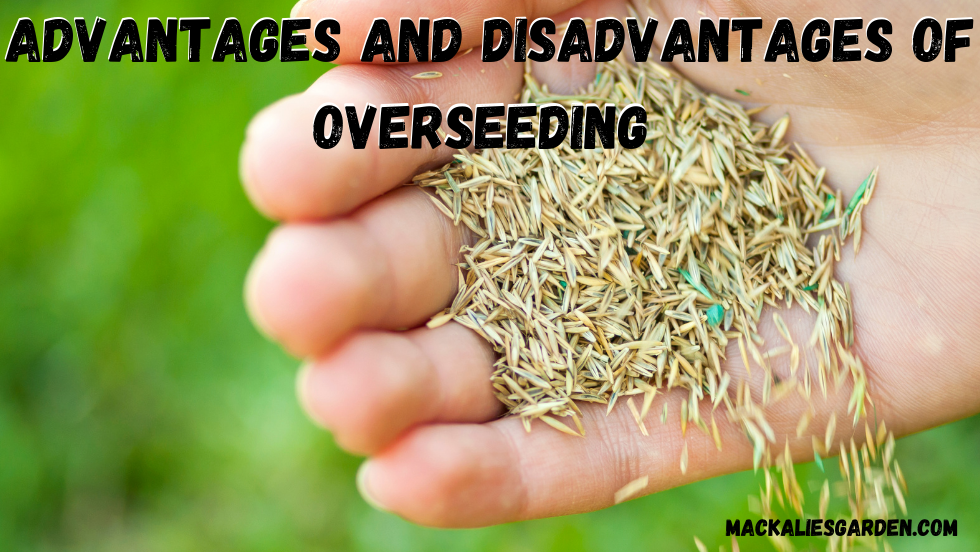 The Advantages and Disadvantages of Overseeding a Weedy Lawn