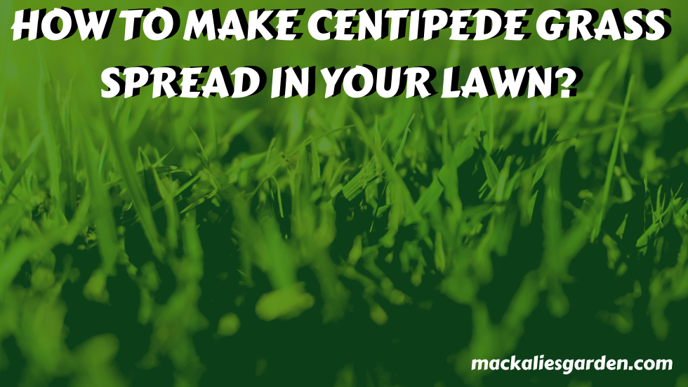 HOW TO MAKE CENTIPEDE GRASS SPREAD IN YOUR LAWN?