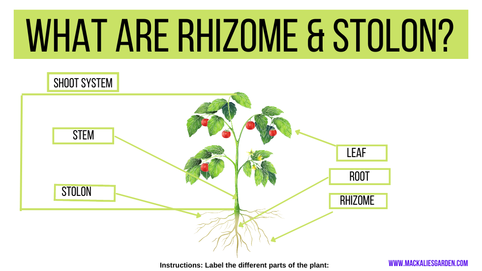 What Are Rhizome & Stolon Grasses?