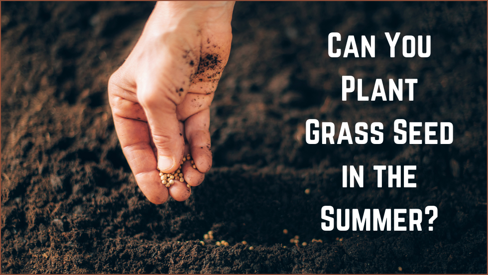 Can You Plant Grass Seed in the Summer?