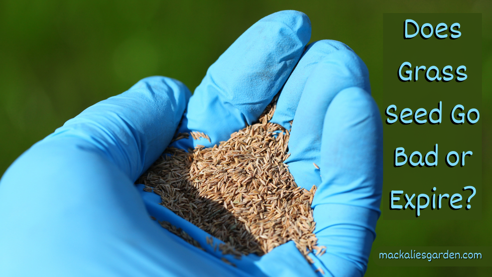 Does Grass Seed Go Bad or Expire?