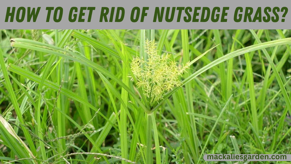 How To Get Rid of Nutsedge Grass?- Best 4 Methods