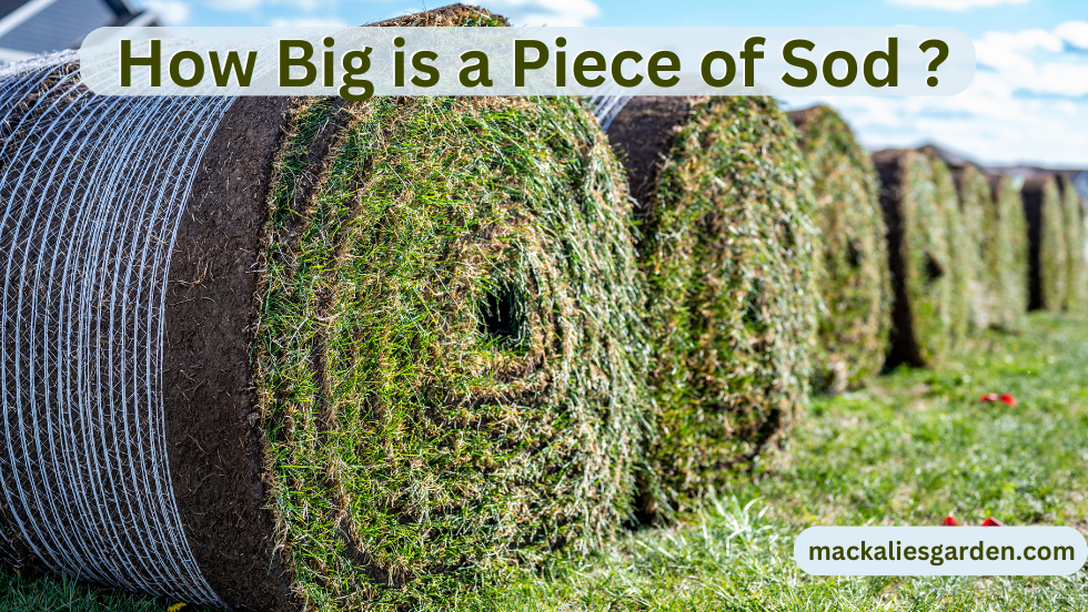 How Big is a Piece of Sod ?- Standard Size and Weight of Roll