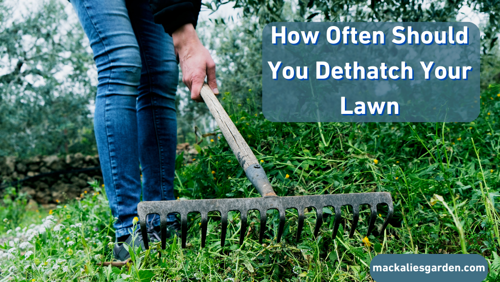 How Often Should You Dethatch Your Lawn: Signs & Guide