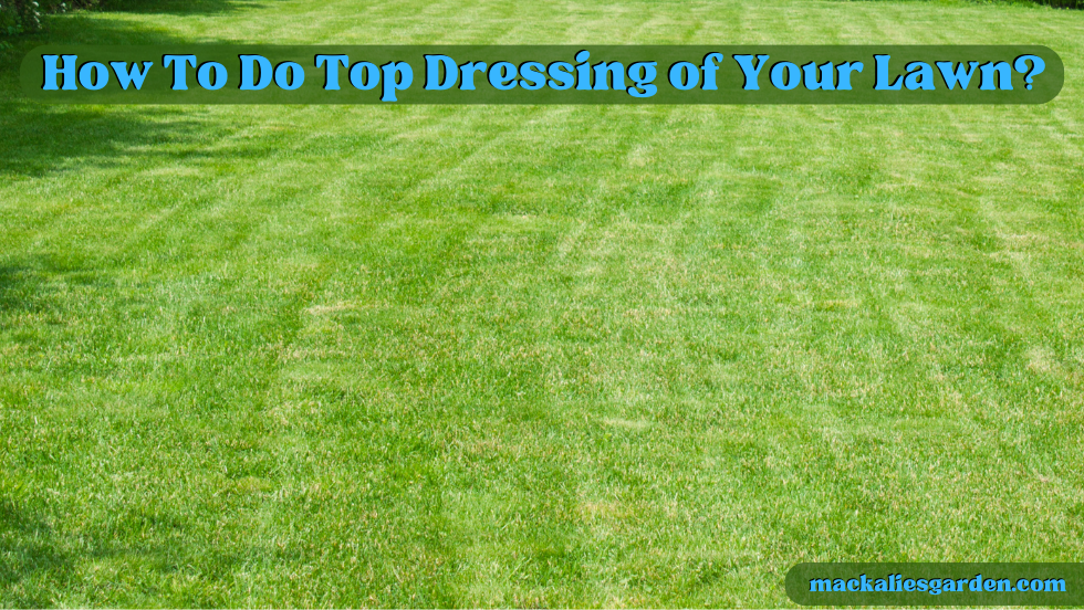 How To Do Top Dressing of Your Lawn?