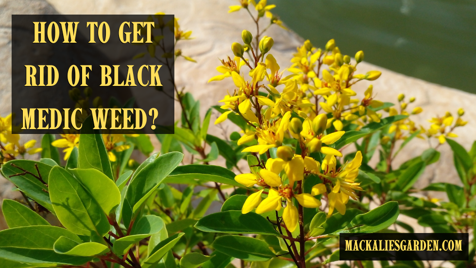 How to Get Rid of Black Medic Weed? Control and Prevention Tips