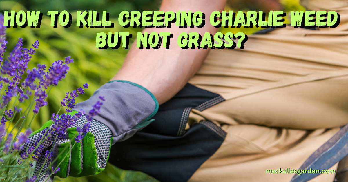 How to Kill Creeping Charlie Weed But Not Grass?