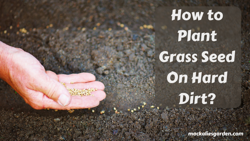 How to Plant Grass Seed On Hard Dirt?- Step by Step Guide