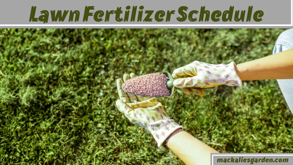 What is the Best Lawn Fertilizer Schedule?