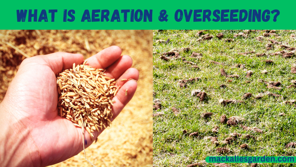 What is Aeration & Overseeding?- How to do it Correctly