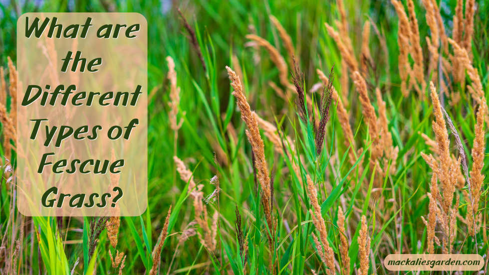 What are the Different Types of Fescue Grass?