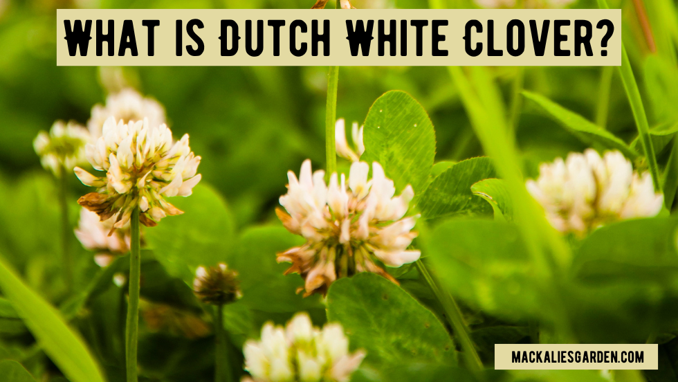 What is Dutch White Clover? Characteristics & Advantages