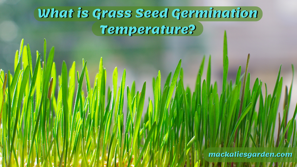 What is Grass Seed Germination Temperature?- Info Chart