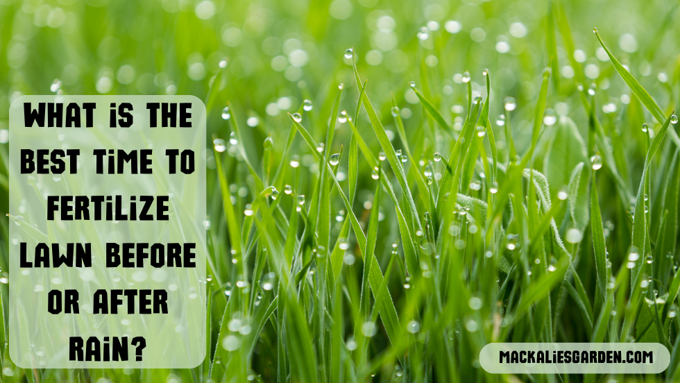 What is the Best Time to Fertilize Lawn Before or After Rain?