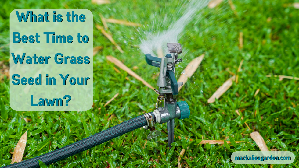 What is the Best Time to Water Grass Seed in Your Lawn?