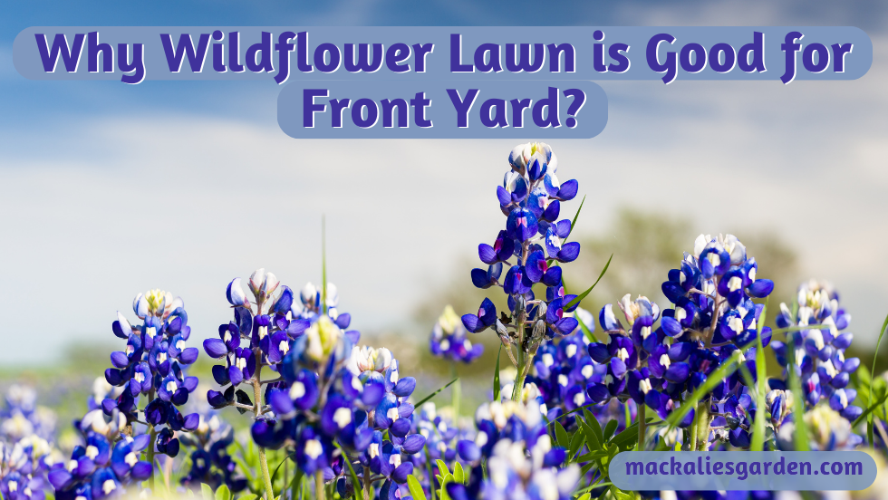 Why Wildflower Lawn is Good for Front Yard?