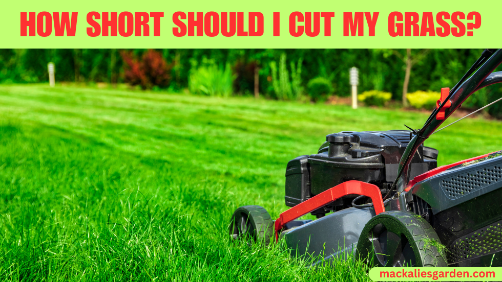 How Short Should I Cut My Grass? - Best Height & Length