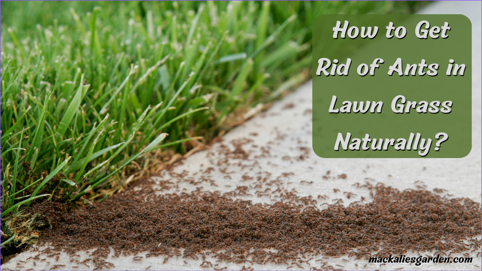 How to Get Rid of Ants in Lawn Grass Naturally?