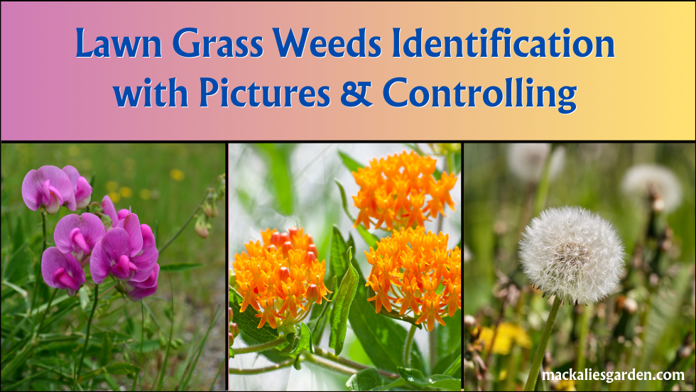 Lawn Grass Weeds Identification with Pictures & Controlling