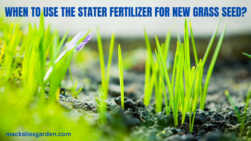 When to Use the Stater Fertilizer for New Grass Seed?