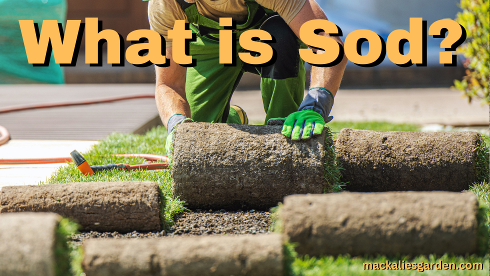 What is Sod? | How Many Square Feet in a Pallet of Sod?